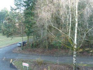 aussicht-wald